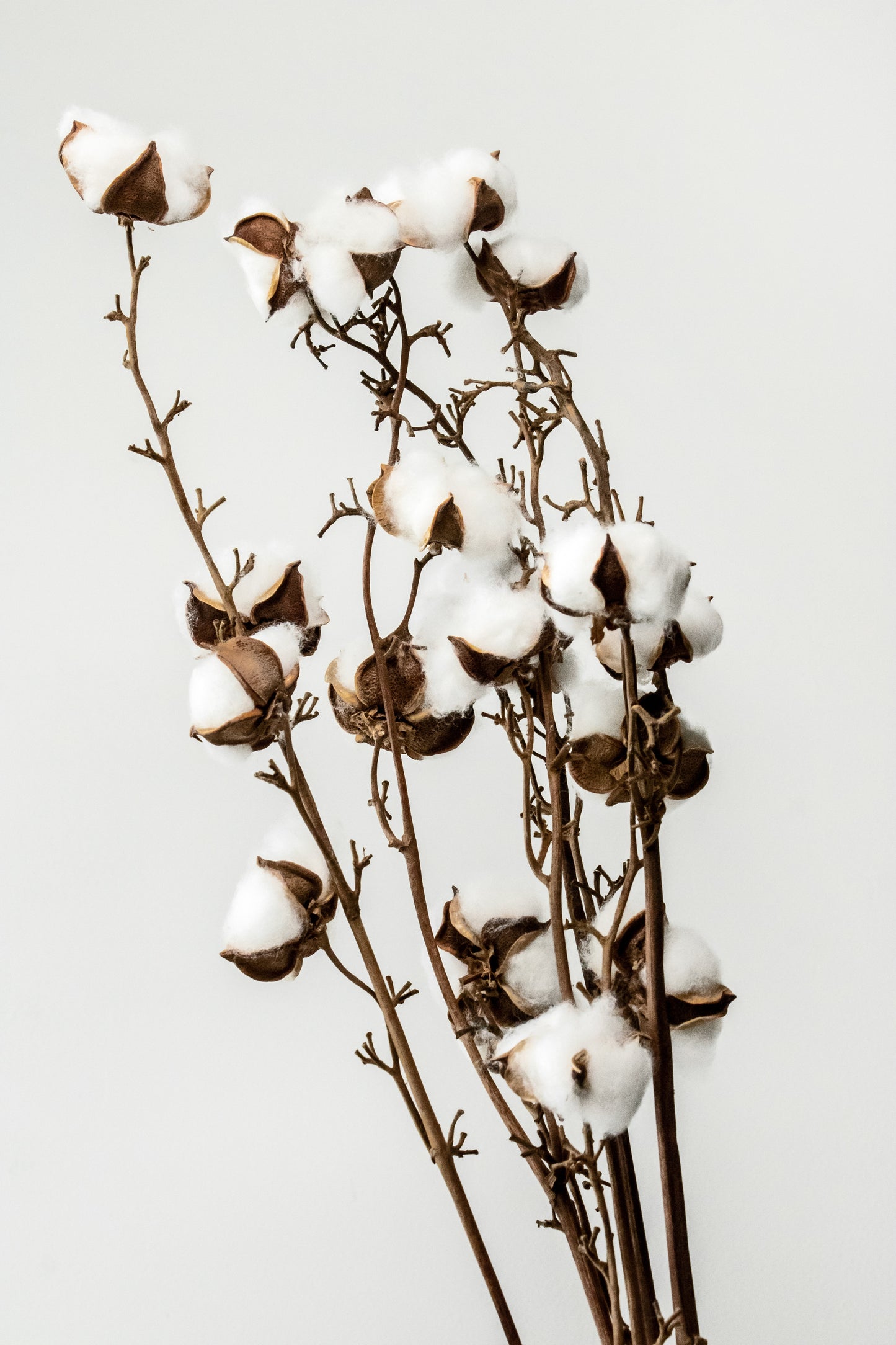 Bougie d'ambiance Fleur de coton